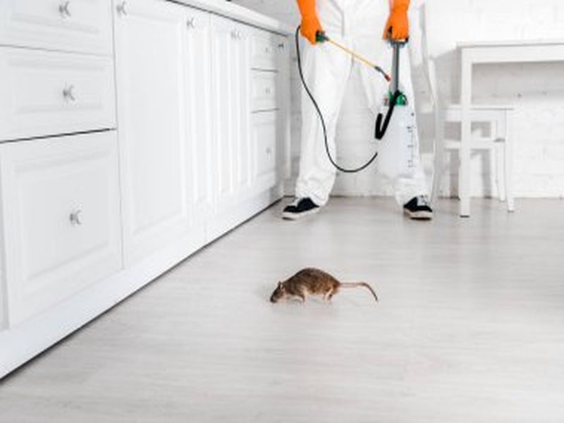 Pest Control Sydney: How to Keep Your School Pest-Free