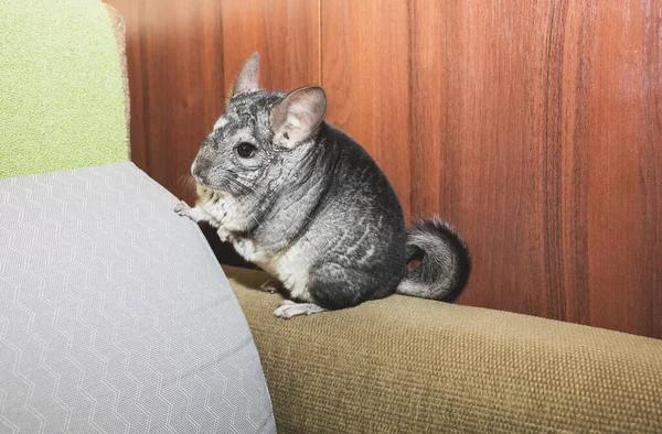 Reliable Rodent Control in Sydney